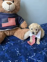 Oliver , a male Maltese and Miniature Goldendoodle for sale in Scranton, PA – 3 of 3