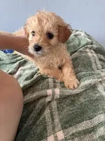Buddy , a male Maltese and Miniature Goldendoodle for sale in Scranton, PA – 3 of 7