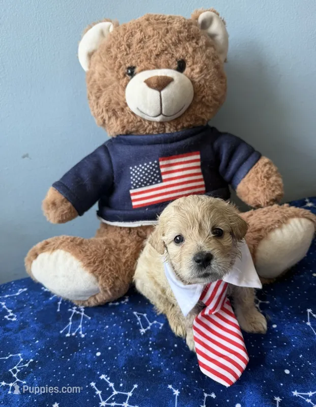 Oliver  – Maltese, Miniature Goldendoodle puppy for sale in Scranton, PA