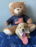 Oliver , a male Maltese and Miniature Goldendoodle for sale in Scranton, PA – 1 of 3
