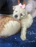 Snow , a female Maltese and Miniature Goldendoodle for sale in Scranton, PA – 4 of 5