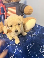 Buddy , a male Maltese and Miniature Goldendoodle for sale in Scranton, PA – 4 of 4
