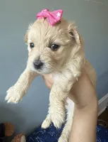 Honey , a female Maltipoo and Miniature Goldendoodle for sale in Scranton, PA – 3 of 7