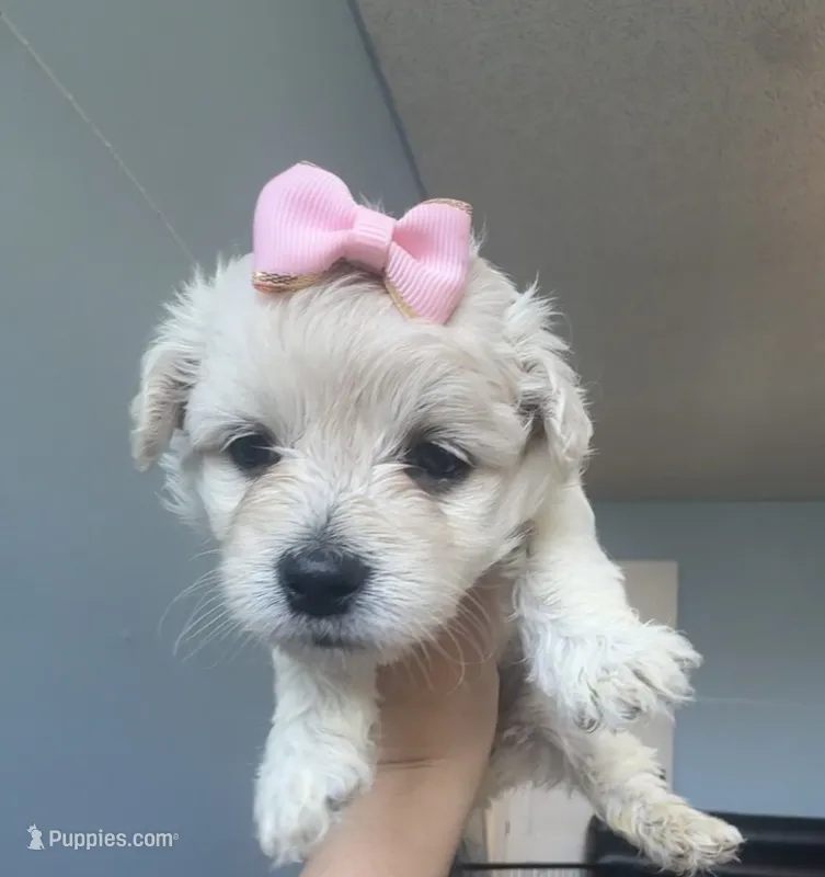 Snow  – Maltese, Miniature Goldendoodle puppy for sale in Scranton, PA