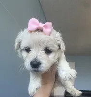 Snow , a female Maltese and Miniature Goldendoodle for sale in Scranton, PA – 1 of 5