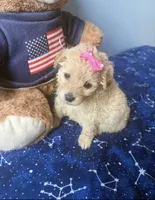 Penny , a female Maltese and Miniature Goldendoodle for sale in Scranton, PA – 2 of 4