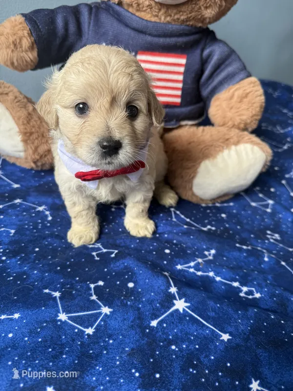 Oliver  – Maltese, Miniature Goldendoodle puppy for sale in Scranton, PA