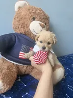 Benji , a male Miniature Goldendoodle for sale in Scranton, PA – 2 of 3