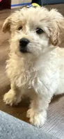 Buddy , a male Maltese and Miniature Goldendoodle for sale in Scranton, PA – 2 of 7