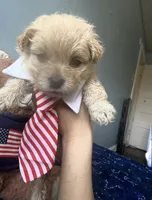Benji , a male Miniature Goldendoodle for sale in Scranton, PA – 3 of 3
