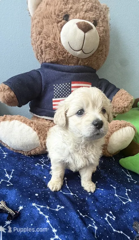 Mochi  – Maltese, Miniature Goldendoodle puppy for sale in Scranton, PA