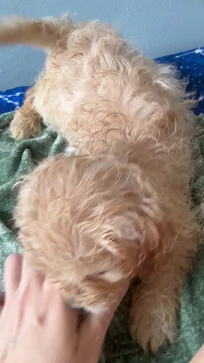 Buddy , a male Maltese and Miniature Goldendoodle for sale in Scranton, PA – 4 of 7