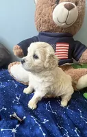 Mochi , a male Maltese and Miniature Goldendoodle for sale in Scranton, PA – 3 of 4
