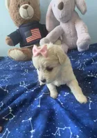 Snow , a female Maltese and Miniature Goldendoodle for sale in Scranton, PA – 3 of 5