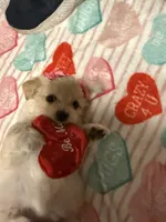 Tiny , a female Maltipoo for sale in Scranton, PA – Photo 3 of 4