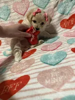 Tiny , a female Maltipoo for sale in Scranton, PA – Photo 4 of 4