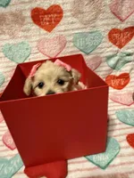 Tiny , a female Maltipoo for sale in Scranton, PA – Photo 2 of 4