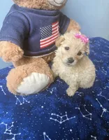 Penny , a female Maltese and Miniature Goldendoodle for sale in Scranton, PA – 3 of 4
