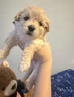 Buddy , a male Maltese and Miniature Goldendoodle for sale in Scranton, PA – 3 of 4