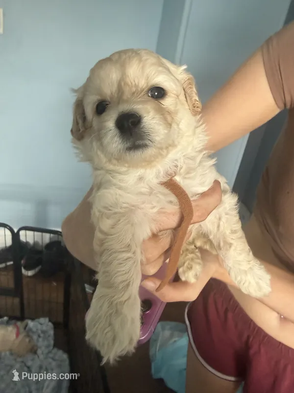 Buddy  – Maltese, Miniature Goldendoodle puppy for sale in Scranton, PA