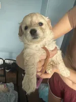 Buddy , a male Maltese and Miniature Goldendoodle for sale in Scranton, PA – 2 of 4