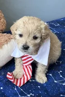 Oliver , a male Maltese and Miniature Goldendoodle for sale in Scranton, PA – 2 of 3