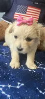 Honey , a female Maltipoo and Miniature Goldendoodle for sale in Scranton, PA – 7 of 7
