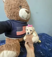 Honey , a female Maltipoo and Miniature Goldendoodle for sale in Scranton, PA – 5 of 7