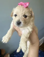 Honey , a female Maltipoo and Miniature Goldendoodle for sale in Scranton, PA – 2 of 7