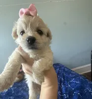 Snow , a female Maltese and Miniature Goldendoodle for sale in Scranton, PA – 5 of 5