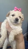 Honey , a female Maltipoo and Miniature Goldendoodle for sale in Scranton, PA – 6 of 7