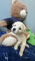 Mochi , a male Maltese and Miniature Goldendoodle for sale in Scranton, PA – 4 of 4
