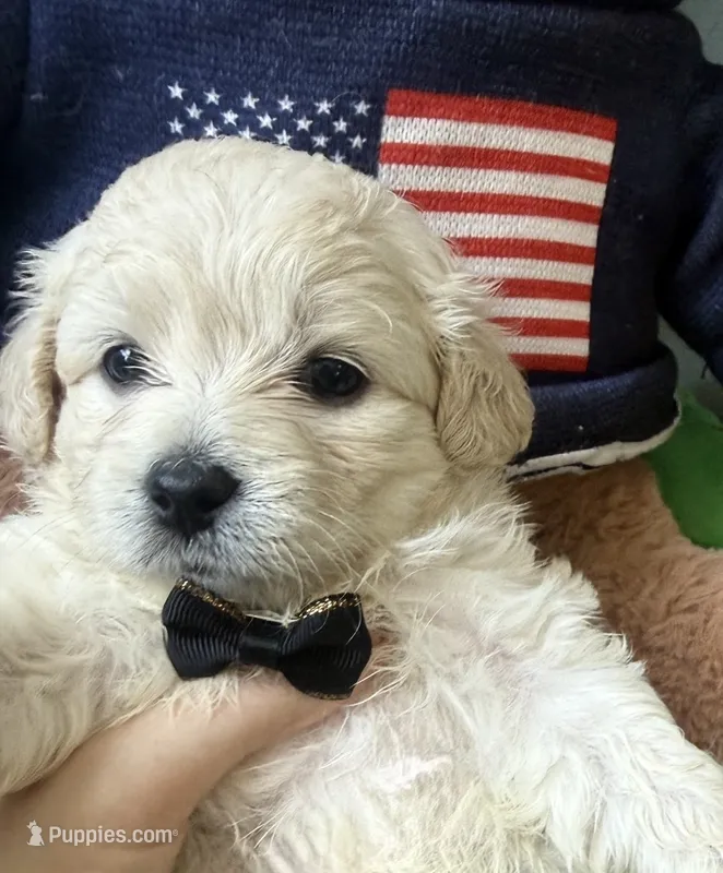 Mochi  – Maltese, Miniature Goldendoodle puppy for sale in Scranton, PA