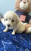 Mochi , a male Maltese and Miniature Goldendoodle for sale in Scranton, PA – 2 of 4