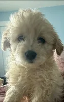 Buddy , a male Maltese and Miniature Goldendoodle for sale in Scranton, PA – 1 of 7
