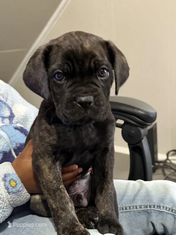 Micheal jr – Cane Corso puppy for sale in Peoria Heights, IL