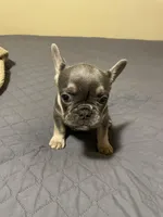 Bella, a female French Bulldog for sale in Portage, IN – Photo 4 of 4