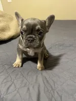 Bella, a female French Bulldog for sale in Portage, IN – Photo 2 of 4