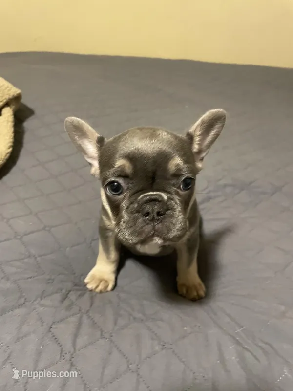 Bella, a female French Bulldog for sale in Portage, IN – Photo 1 of 4