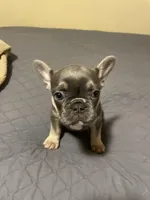 Bella, a female French Bulldog for sale in Portage, IN – Photo 1 of 4