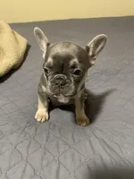 Bella, a female French Bulldog for sale in Portage, IN – Photo 3 of 4