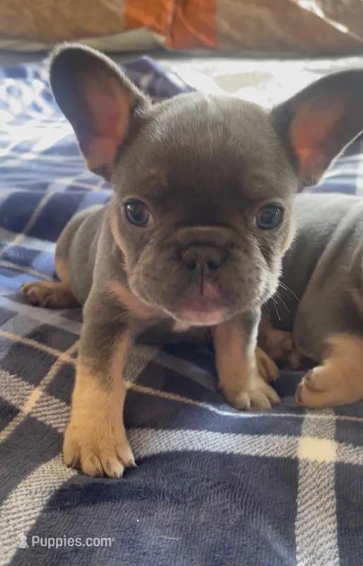 Bella – French Bulldog puppy for sale in Portage, IN
