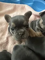 Lily , a female French Bulldog for sale in Portage, IN – Photo 6 of 6