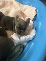 Lily , a female French Bulldog for sale in Portage, IN – Photo 5 of 6