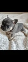 Lily , a female French Bulldog for sale in Portage, IN – Photo 1 of 6