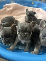 Lily , a female French Bulldog for sale in Portage, IN – Photo 4 of 6