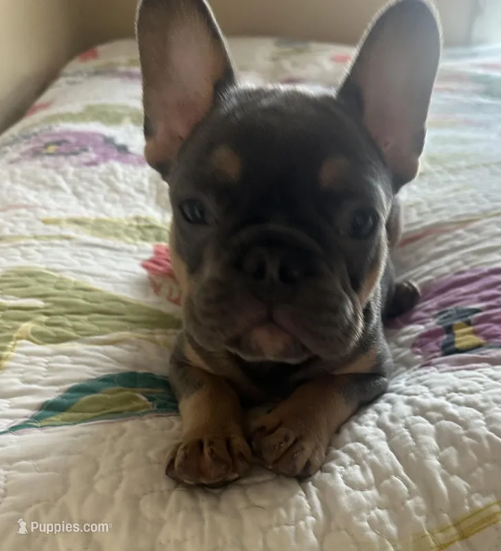 Max – French Bulldog puppy for sale in Portage, IN