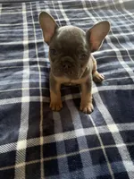 Batman, a male French Bulldog for sale in Portage, IN – Photo 3 of 3