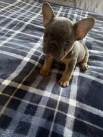Batman, a male French Bulldog for sale in Portage, IN – Photo 2 of 3