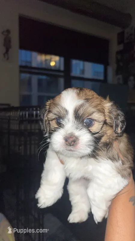 Dorchester – Pomeranian, Shih Tzu puppy for sale in Minneapolis, MN